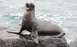 Sea Lion