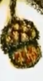 vinni pukh kinda lake