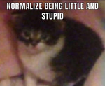 meow