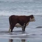 I need somebody to heal