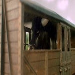 Bull Cow ODY-0509-002