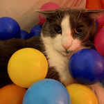 Jungle Scenery Ambience (Clash Of Clans)