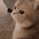 Cat Meow (short). Cat meowing sound effect.