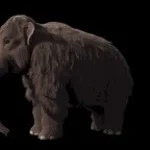 Woolly mammoth sound effect (copy)