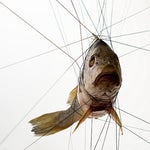 20 Second Outro Music TheFatRat Xenogenesis