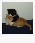 I AM A SUPERSTAR (sped up)