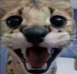 HO HI HA HO HO HO HOOOO