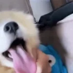 dog-whining-and-jumping-on-glass-25511 (copy)