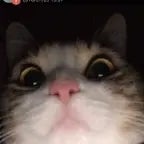 No, I’m evil kitty.