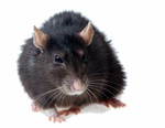 WE DONT TALK ABOUT RATS -_-