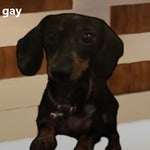 'GAY' Dog (Khonjin House)