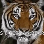 LIONS TIGERS BEARS OH MY GOD