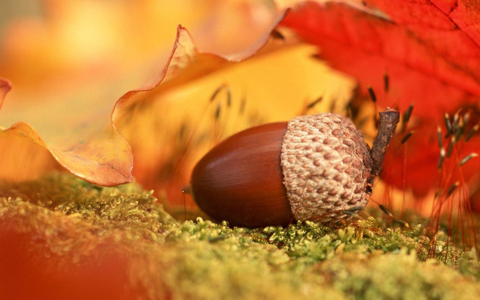 Piccolo you have no sauce by whe17 Sound Effect Meme Button Tuna