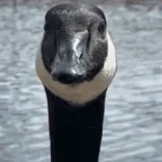 goose