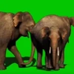 Elephant Green Screen Effect (copy)