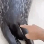 Schwanz abzuschneiden