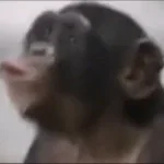 Monkey u aa u aa