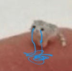 real saying meow meow meow n**ga - Sound