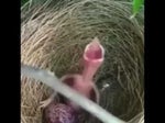 Screaming Baby Bird Meme (1st half)