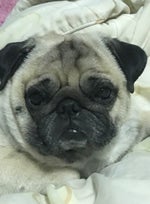 Sipe Tesomanjärvelle [Bass Boosted]