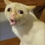 wet fart (sound effect) (copy)