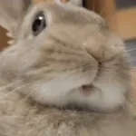 bunny bunny bunny bunny (copy)