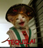 un dos tres quatro (mexican cat)