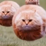 ROTATING CAT