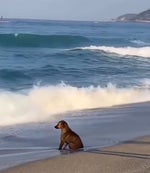 Peg + Cat Theme Song