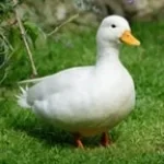 Evil Duck doing a Evil Laugh (copy)