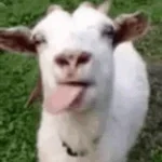 Yapping goat