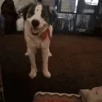 bark fart