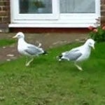 seagull dance