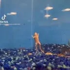 Ring Doorbell Earrape