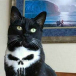 Cat - Auto-tune