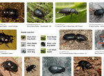 Black Beetles