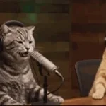 Cat Laugh(real sound)