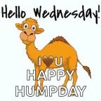 حركه الجمل - Sound