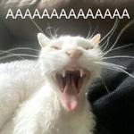 Waa Cat - Sound