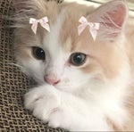 Circus of the Dead (Melanie Martinez cover)