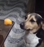 a carne ou a mandioca