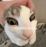 mlahh only - here kitty you can have has cheeseburger