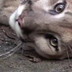 Sound_Ideas,_LION_-_GROWL,_ANIMAL,_CAT_02