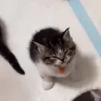 Pekaka Zöhrab sinirli