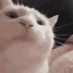 je kanker kletskop evo - Sound