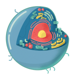 Low quality rat spins to bad to the bone guitar riff