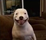 Dio Time Stop Resume