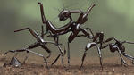 ant singing