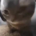 chipi chipi chapa chapa dubi dubi daba daba (looped)