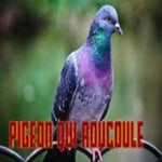 Pigeon_roucoule
